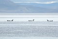 Harbor seals Royalty Free Stock Photo