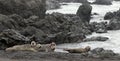 Harbor Seals