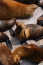 Harbor Seals