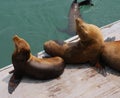 Harbor Seals Royalty Free Stock Photo