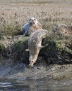 Harbor seals along the banks of Elkhorn Slough