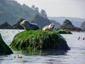 Harbor Seals Basking