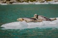 Harbor Seals basking in sunshine in John Hopkins inlet of Glacier Bay