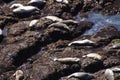 Harbor seals hauled out Royalty Free Stock Photo