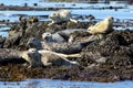 Harbor Seals Hauled Out