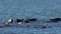 Harbor Seals hauling out on rocks with Seagulls and Brants nearby on a bright sunny day