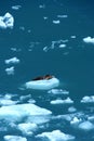 Harbor seals in ice floe