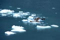 Harbor seals in ice floe Royalty Free Stock Photo