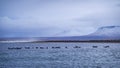 Harbor seals in Iceland Royalty Free Stock Photo