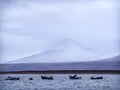 Harbor seals in Iceland Royalty Free Stock Photo