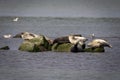 Harbor Seals at Island Beach State Park