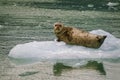 Harbor Seals on a LeConte Glacier Ice Flow Royalty Free Stock Photo