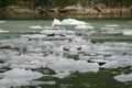 Harbor Seals on a LeConte Glacier Ice Flow Royalty Free Stock Photo