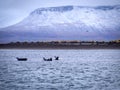 Harbor seals in Iceland Royalty Free Stock Photo