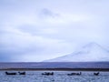 Harbor seals in Iceland Royalty Free Stock Photo