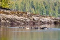 Harbor Seals Near Ketchikan, Alaska