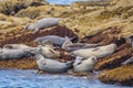 Harbor Seals Phoca vitulina loaf on rocks