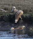 Harbor seals along the banks of Elkhorn Slough