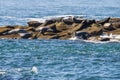 Harbor seals on a rocky island Royalty Free Stock Photo