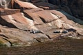 Harbor seals, saguenay fjord, quebec