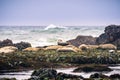 Harbor seals sitting on rocks at low tide Royalty Free Stock Photo