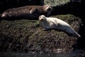 Harbor seals sunning Royalty Free Stock Photo