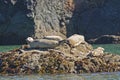 Harbor Seals Sunning on a Rock Royalty Free Stock Photo