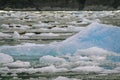 Harbor Seals on a LeConte Glacier Ice Flow Royalty Free Stock Photo