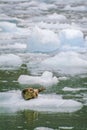 Harbor Seals on a LeConte Glacier Ice Flow Royalty Free Stock Photo