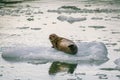 Harbor Seals on a LeConte Glacier Ice Flow Royalty Free Stock Photo