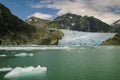 Harbor Seals on a LeConte Glacier Ice Flow Royalty Free Stock Photo