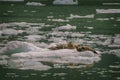 Harbor Seals on a LeConte Glacier Ice Flow Royalty Free Stock Photo