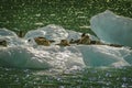 Harbor Seals on a LeConte Glacier Ice Flow Royalty Free Stock Photo