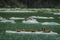 Harbor Seals on a LeConte Glacier Ice Flow Royalty Free Stock Photo