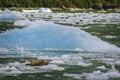 Harbor Seals on a LeConte Glacier Ice Flow Royalty Free Stock Photo