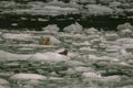 Harbor Seals on a LeConte Glacier Ice Flow Royalty Free Stock Photo