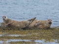 Harbor seals, Western fjords, Iceland Royalty Free Stock Photo