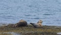 Harbor seals, Western fjords, Iceland Royalty Free Stock Photo