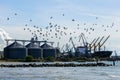 Harbor view with flock of flying birds, grain terminal silos, many shore cranes and bulk ship