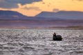 A harborur seal yawns on a black sand beach in the evening Royalty Free Stock Photo