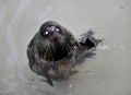 The Harbour(or Harbor) Seal. Royalty Free Stock Photo