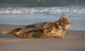 Common Seal Rests on Beach