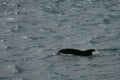 Harbour porpoise, Istanbul, Turkey Royalty Free Stock Photo