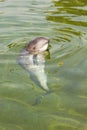 Harbour porpoise or Phocoena phocoena