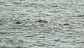 Harbour porpoise Phocoena phocoena Royalty Free Stock Photo