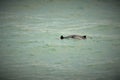 Harbour porpoise Phocoena phocoena Royalty Free Stock Photo