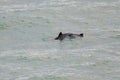 Harbour porpoise Phocoena phocoena Royalty Free Stock Photo