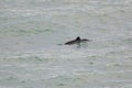 Harbour porpoise Phocoena phocoena Royalty Free Stock Photo