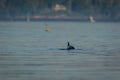 Harbour Porpoise surfaces on a sunny summer morning