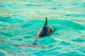 Harbour porpoise in a zoo Royalty Free Stock Photo